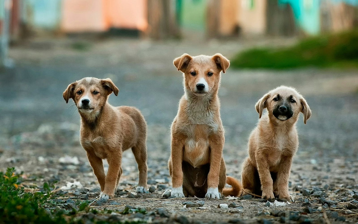 Adopting a Street Dog in India: Health Checks, Deworming, and the First Month - Pet Gourmet blog image