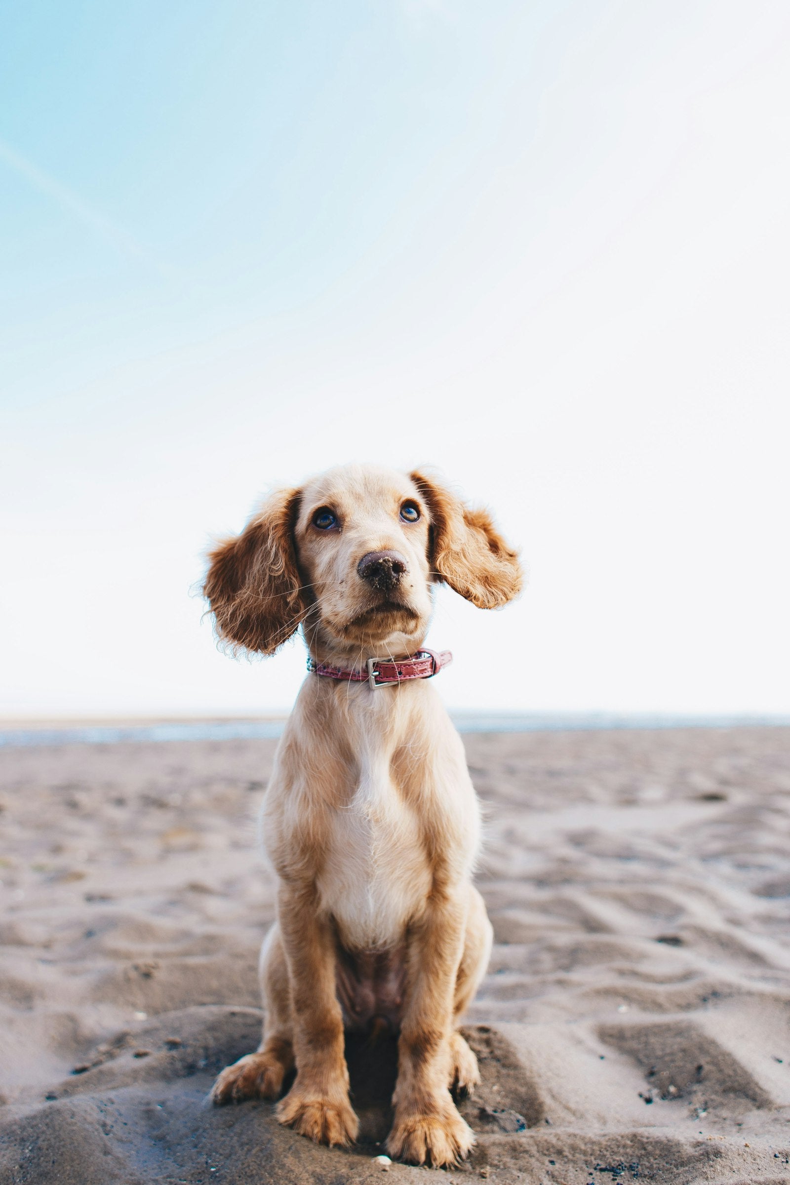 Weaning Puppies: Transitioning from Mother's Milk to Solid Food - Pet Gourmet blog image