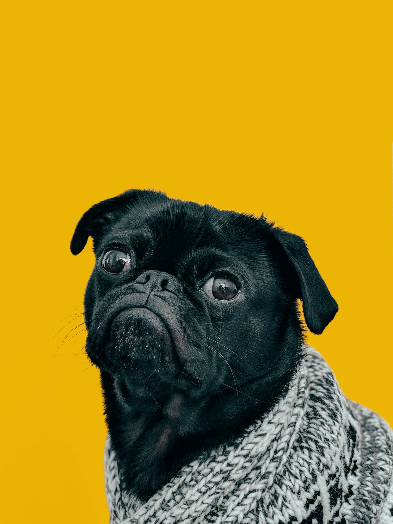 Pug Care in India: Managing Brachycephalic Health in a Hot Climate - Pet Gourmet blog image