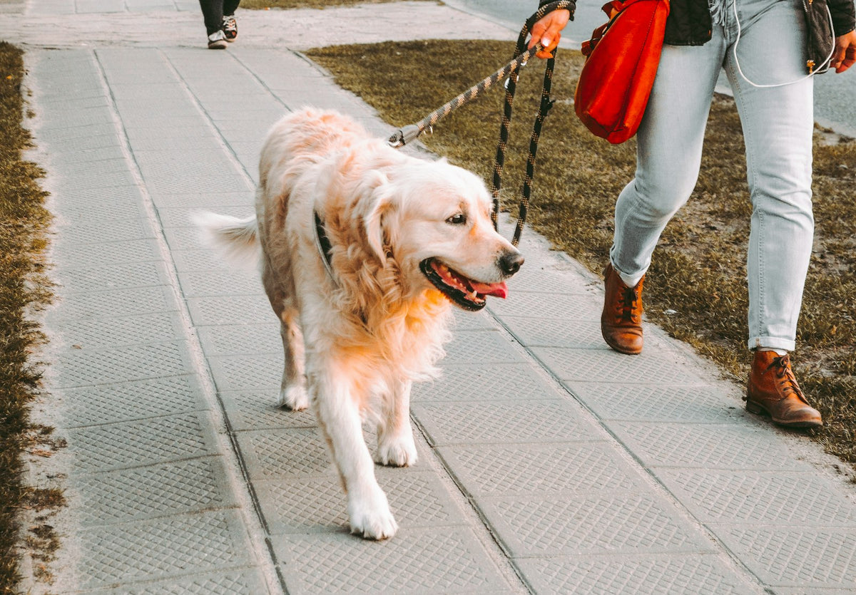 Summer Dog Care in Hyderabad: Surviving the April–June Heat - Pet Gourmet blog image