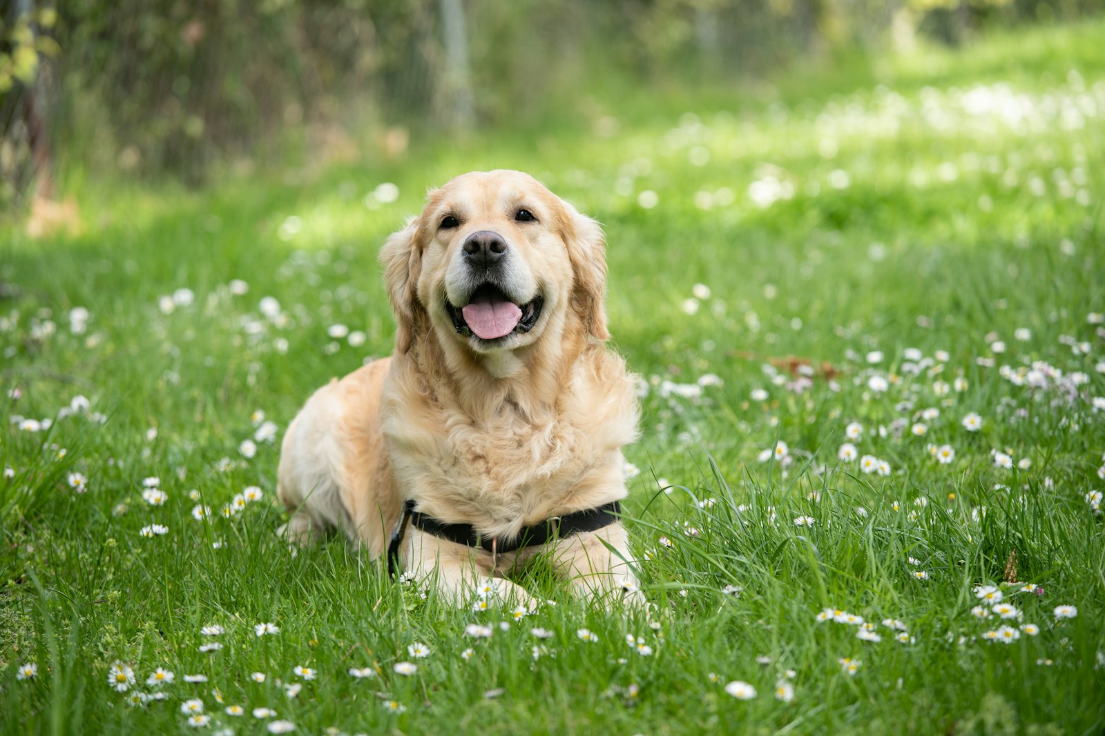 Labrador Retriever Care in India: Heat, Obesity, and Joint Health - Pet Gourmet blog image