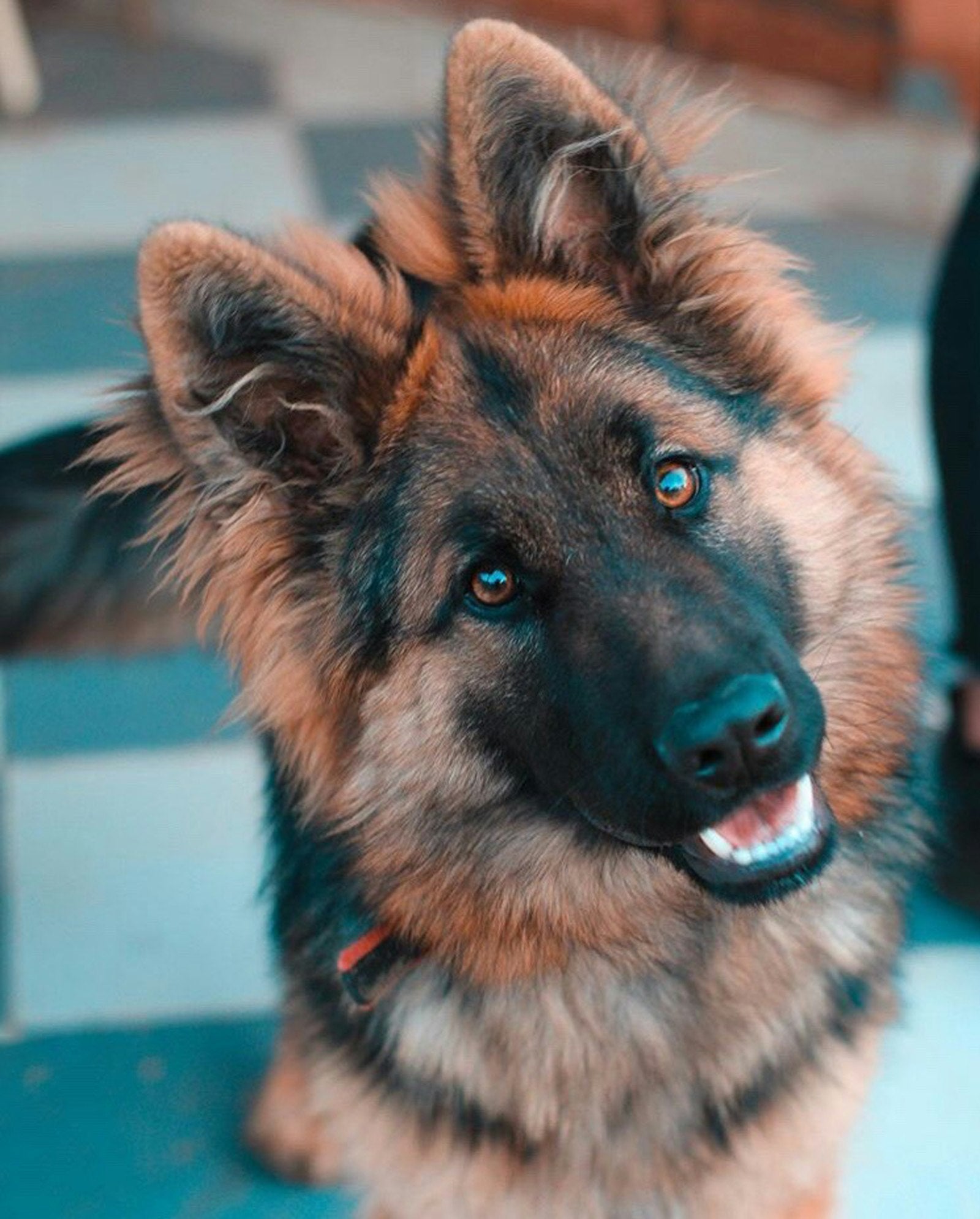 German Shepherd Care in India: Coat, Diet, and Health Challenges - Pet Gourmet blog image