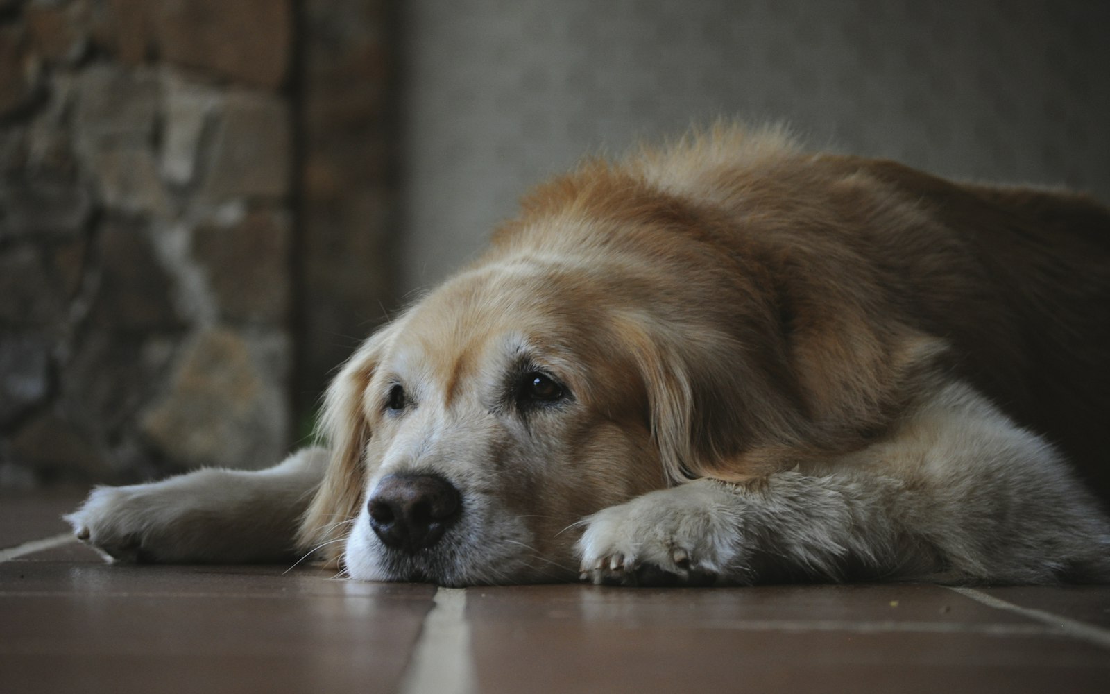 Kidney Disease in Dogs: Diet Management for CKD - Pet Gourmet blog image