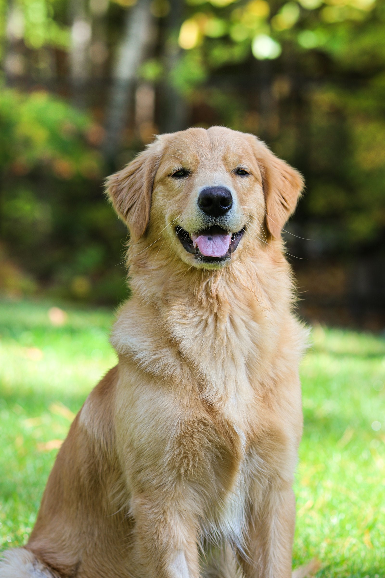 Golden Retriever Care in India: Managing Heat, Skin, and Cancer Risk - Pet Gourmet blog image