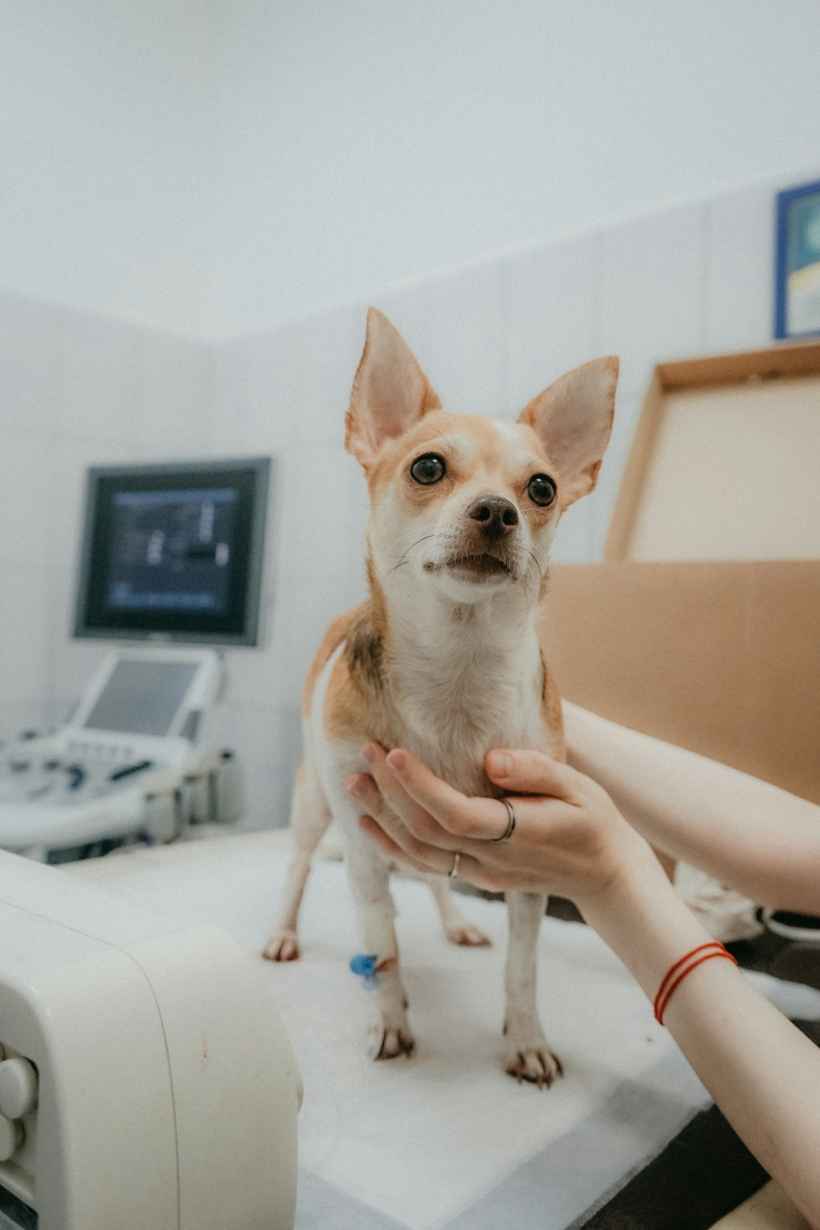 Dog Diarrhea and Loose Stools: Causes, Home Care, and When to See a Vet - Pet Gourmet blog image