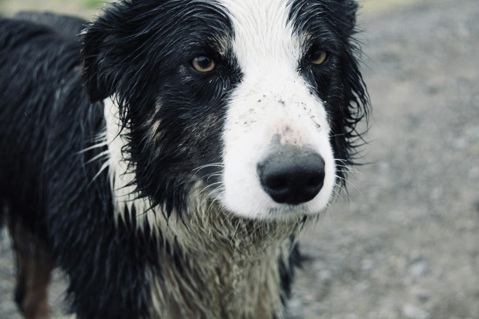 Dog Shedding in Indian Summer: Why It Happens and How to Manage It - Pet Gourmet blog image