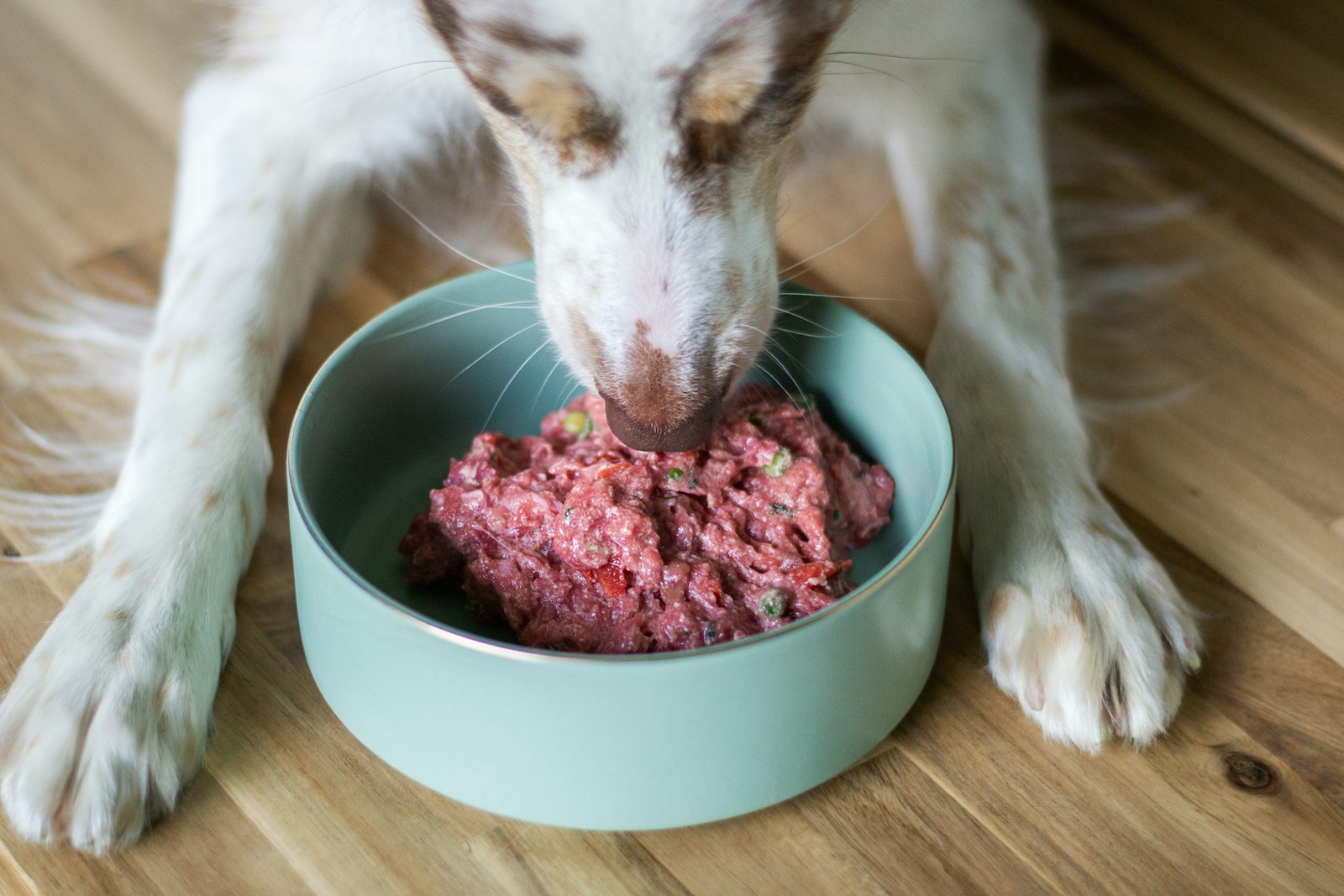 Fresh Food vs. Kibble for Dogs: What's Really Better? - Pet Gourmet blog image