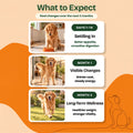 Trial Pack — 5 Meals · Large Dog (400g)