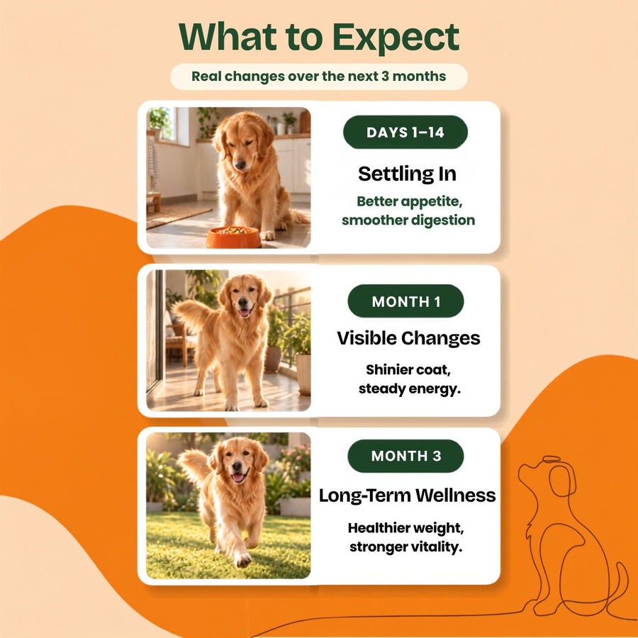 Trial Pack — 5 Meals · Large Dog (400g)